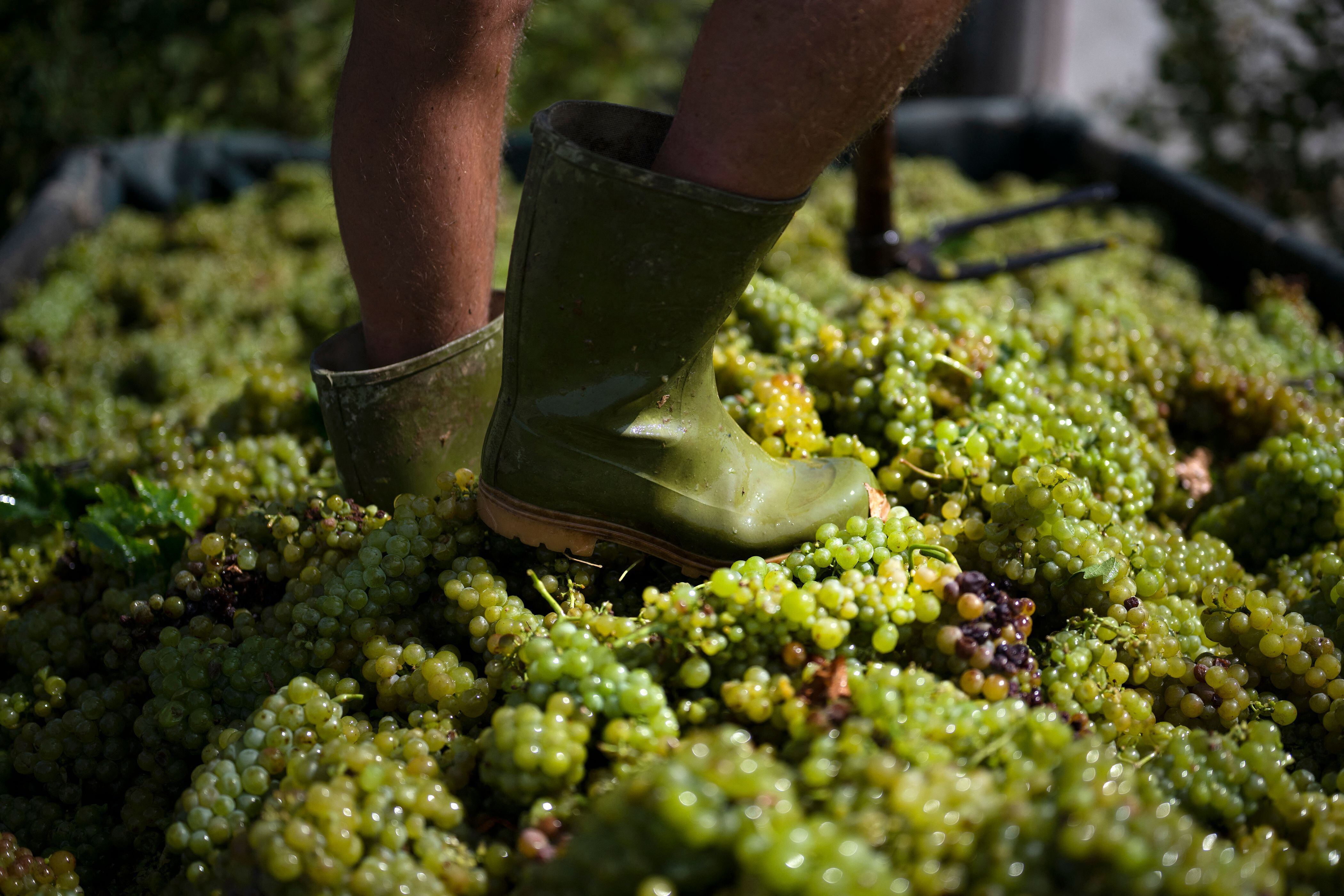 지난 8월 이탈리아 서북부 피에몬테주 알레산드리아 근처 한 양조장에서 모스카토 와인을 만들기 위해 포도를 밟고 있다. /AFP 연합뉴스