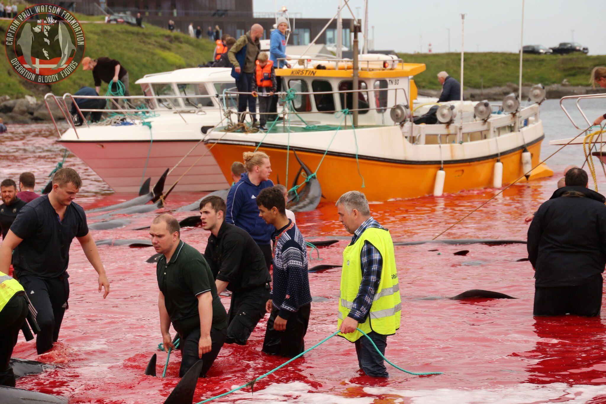 페로 제도 주민들의 고래 사냥으로 해안이 온통 피로 물들었다. /Captain Paul Watson Foundation UK 페이스북
