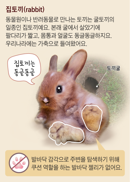 신문은 선생님] [재미있는 과학] 뒷다리 길고 힘센 산토끼… 순간 시속