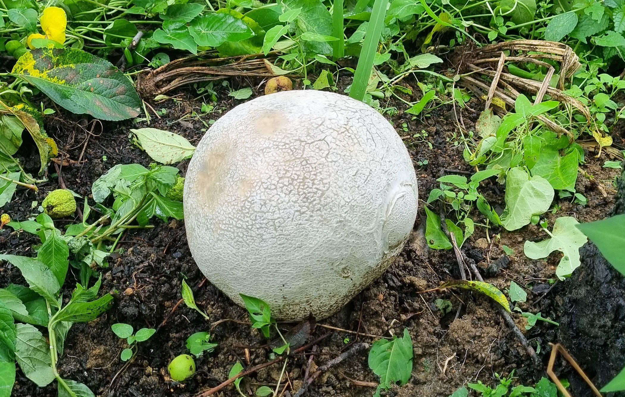 지난 7월 남원 지리산에서 발견된 '댕구알 버섯'./남원시