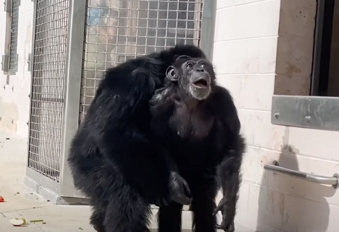 평생을 실내 우리에 갇혀 지내던 침팬지 바닐라가 28년만에 처음으로 하늘을 보고 신기하다는 듯한 표정을 짓고 있다. /세이브더침팬지 유튜브