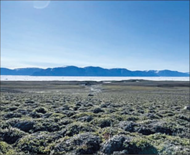 ±ØÁö¿¬±¸¼Ò
¿ø·¡ ´«°ú ¾óÀ½À¸·Î µÚµ¤¿´´ø ±×¸°¶õµå ºÏºÎ Áö¿ª ¶¥¿¡ ½Ä¹°ÀÌ ÀÚ¶ó ³ì»öÀ» ¶ì°í ÀÖ´Ù.