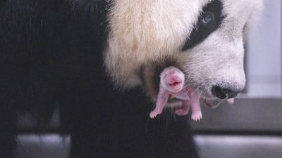 푸바오 세 번째 여동생 태어났다... ‘딸부잣집’ 된 판다월드
