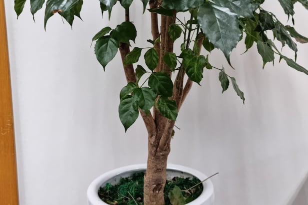 녹보수. 잎 가장자리에 톱니가 있어서 뾰족뾰족하고, 수피는 잔무늬가 없지 않지만 매끄러운 편이다.<BR>