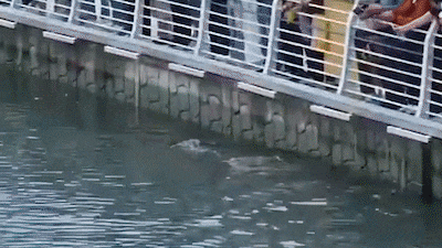 Busan Halts Four-Hour Shark Bukangi Rescue Operation
