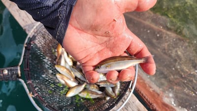 우럭 대신 벤자리… ‘고수온’ 맞서 양식 어종 대수술