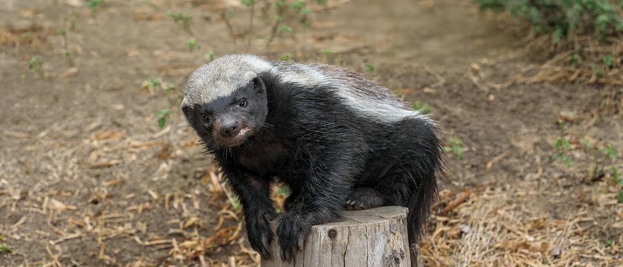 족제비과 맹수의 장점을 두루 갖춘 벌꿀오소리.
/San Diego Zoo