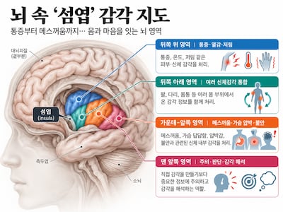 뇌만 자극했는데 팔 아프고 속 울렁…뇌 속에 ‘감각 지도’ 찾았다