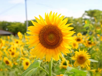 해바라기는 어떻게 서얼의 상징이 됐나