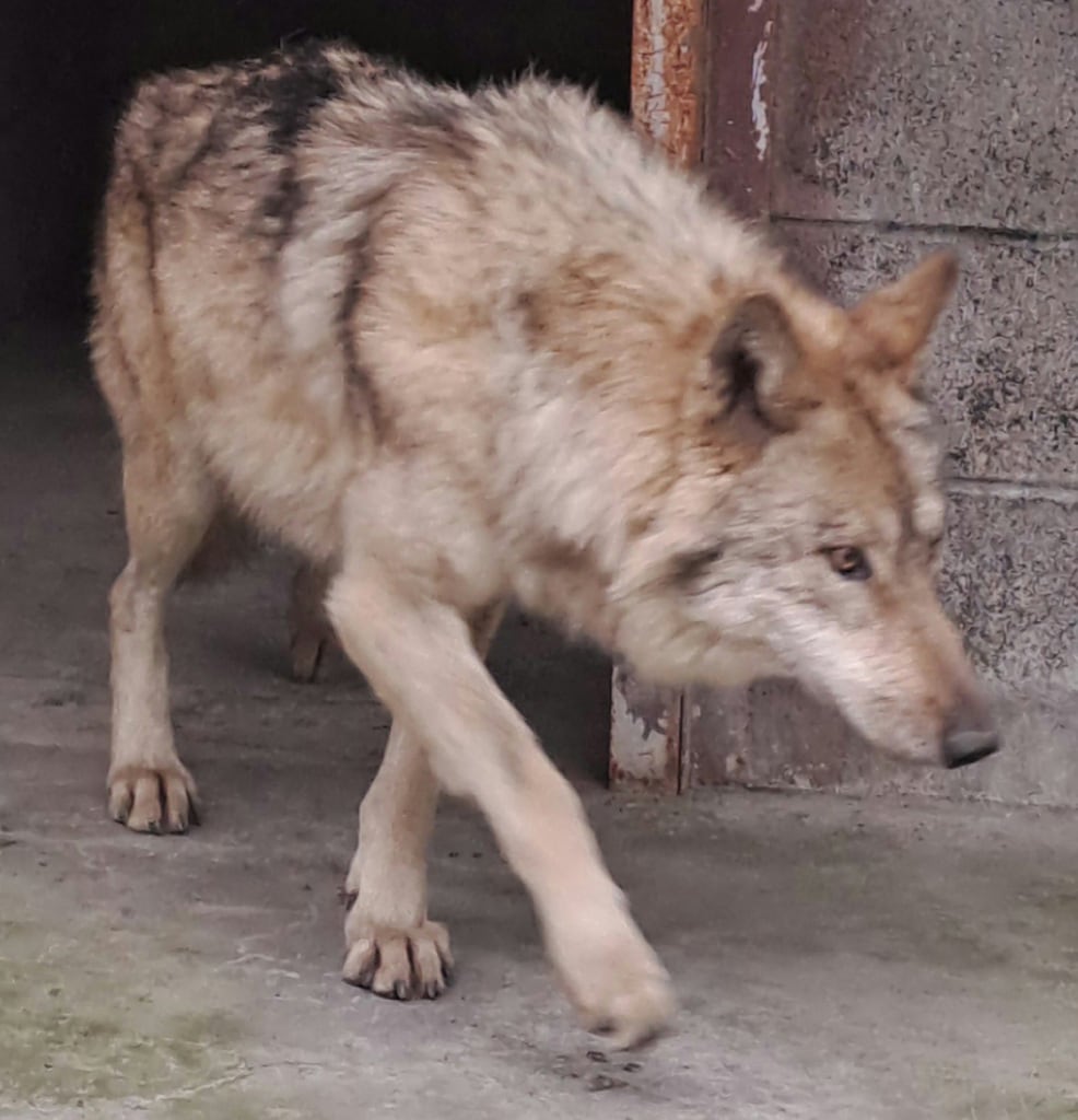 대전 오월드 동물원을 탈출한 늑대 ‘늑구’가 17일 복귀해 치료를 받고 회복 중인 모습. /뉴스1