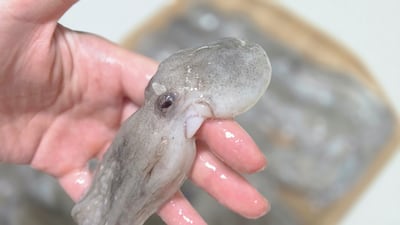 왜 이제 알았나 가을 주꾸미, 부드러움의 극치 20마리 2만원대 초특가