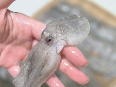 왜 이제 알았나 가을 주꾸미, 부드러움의 극치 20마리 2만원대 초특가