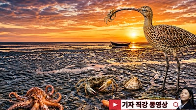 세계에서 가장 찰진 진흙 K 갯벌!