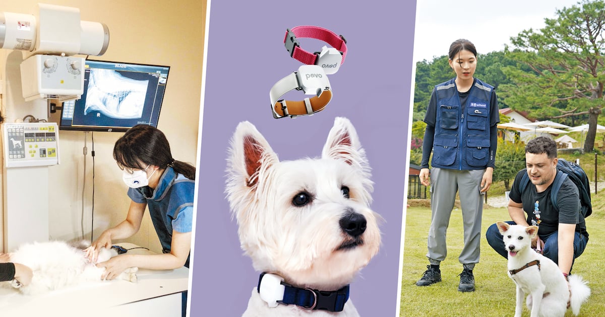 ‘펫 바라지’ 를 아시나요... 비만관리에 에어비앤비까지 - 뉴스 썸네일 이미지