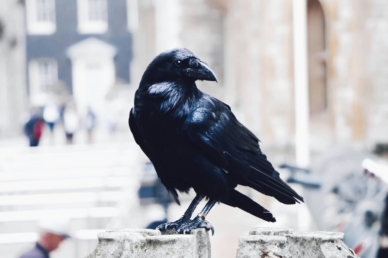 영어로 레이븐(Raven)이라고 불리는 까마귀. 통상적으로 알려진 크로우(Crow)와 구분해 큰까마귀라고도 한다. /unsplash
