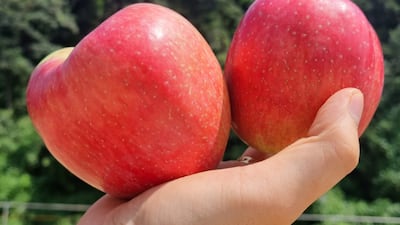 따자 마자 산지 유통, 경북 영주 ‘특품 홍로’ 28개 5만원대 단독 특가