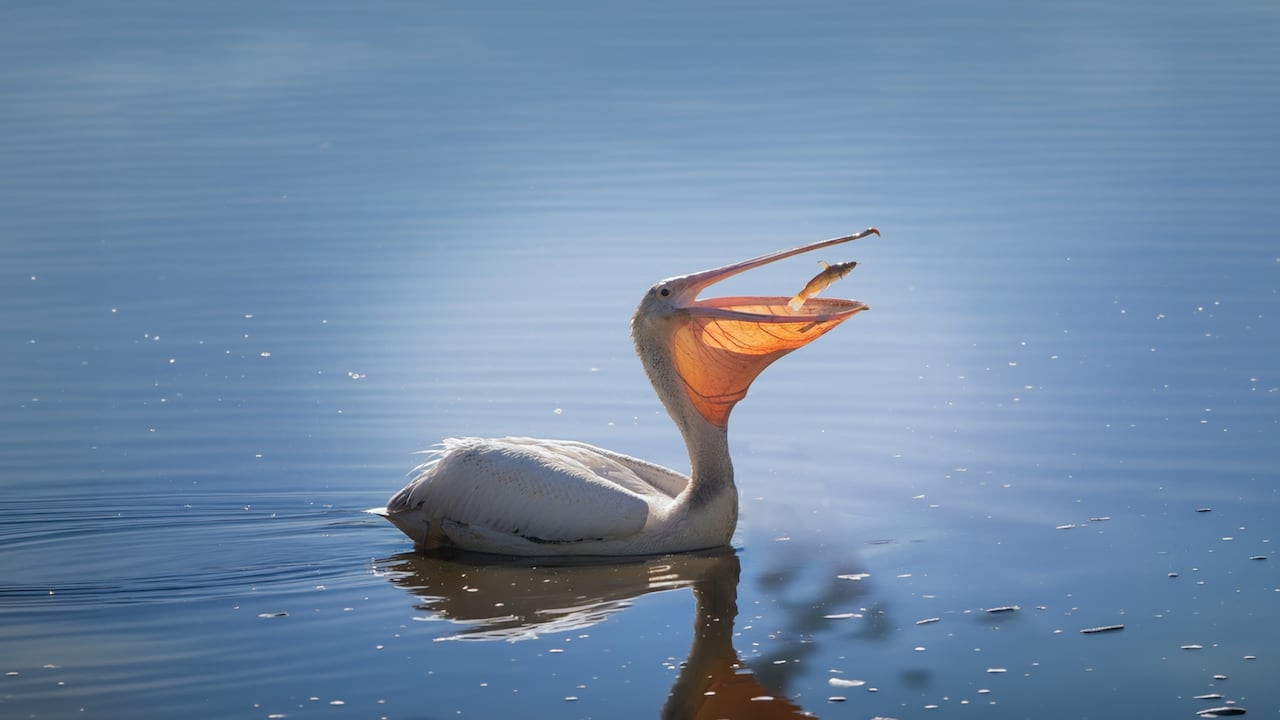 사다새가 잠시 입을 벌린 순간 미꾸라지가 탈출을 시도하고 있다.
/William L Finley National Wildlife Refuge by Melissa Cook