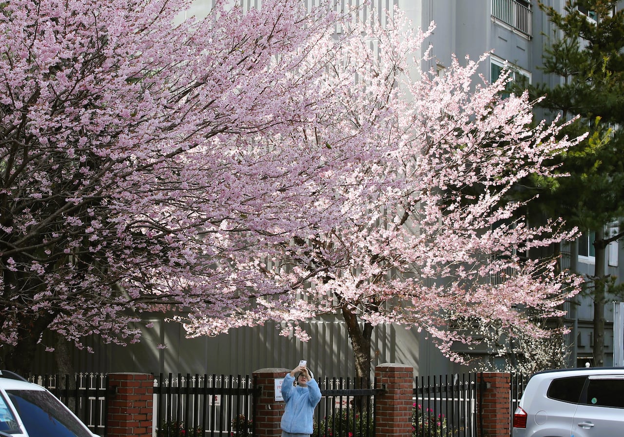 Busan's Early Cherry Blossoms Signal Spring
