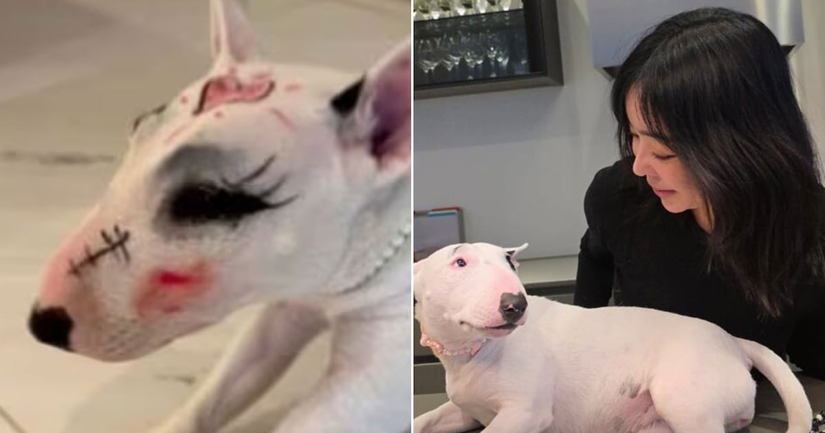 Lee Hye-young's Pet Dog Cleaned Post-Controversy