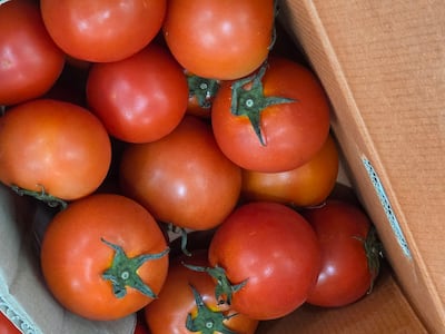 장수 위해 매일 먹어야 하는 토마토, 양구에서 수확 즉시 가장 신선할 때 산지 직송