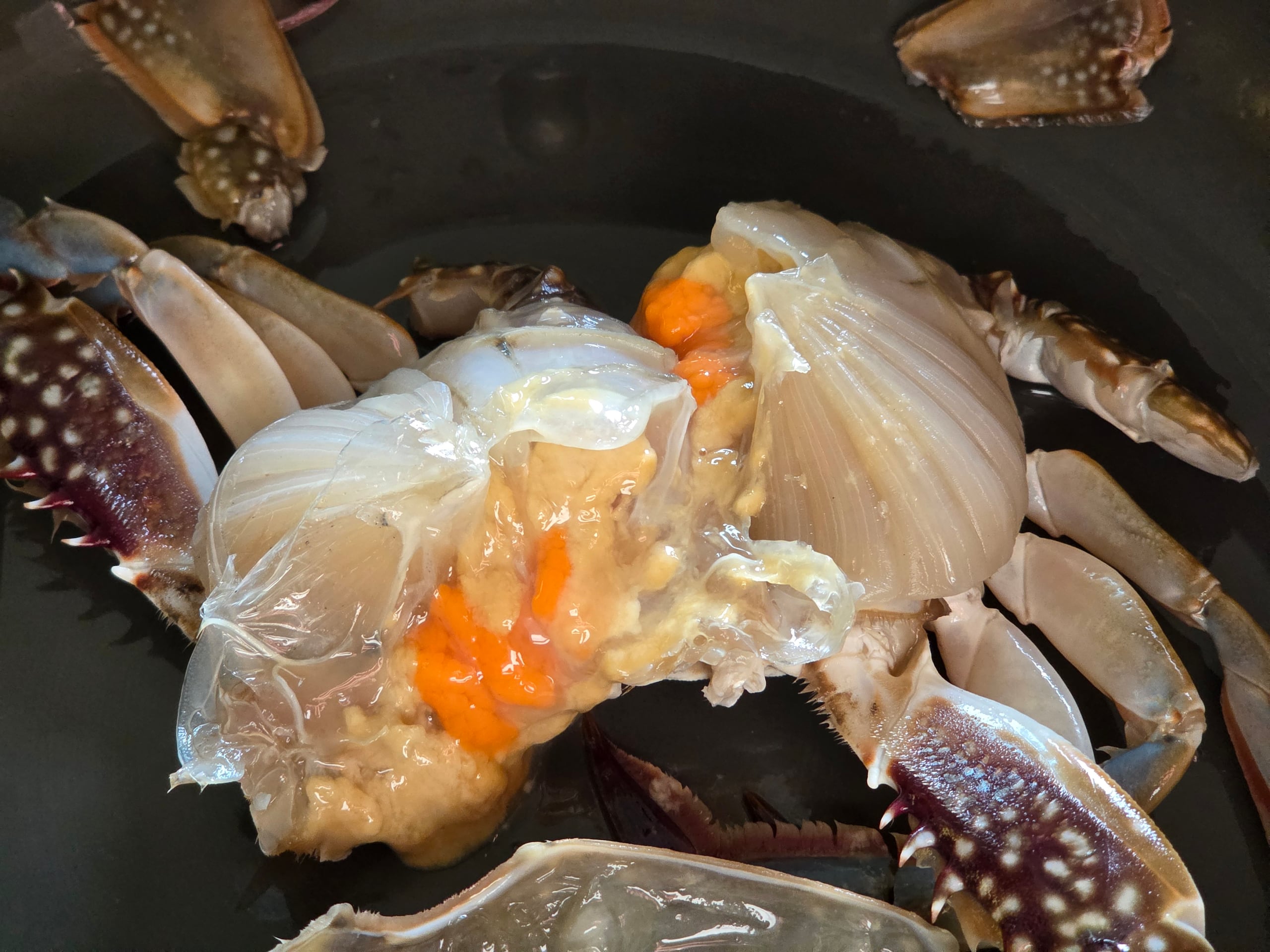 최고 제철 알 꽉 찬 태안 암꽃게, 매일 새벽 조업해 얼음 포장 후 산지 직송