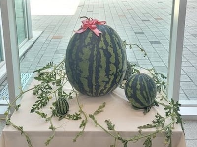 "사람보다 크다" 창원 대산서 23.63㎏ '괴물 수박' 등장