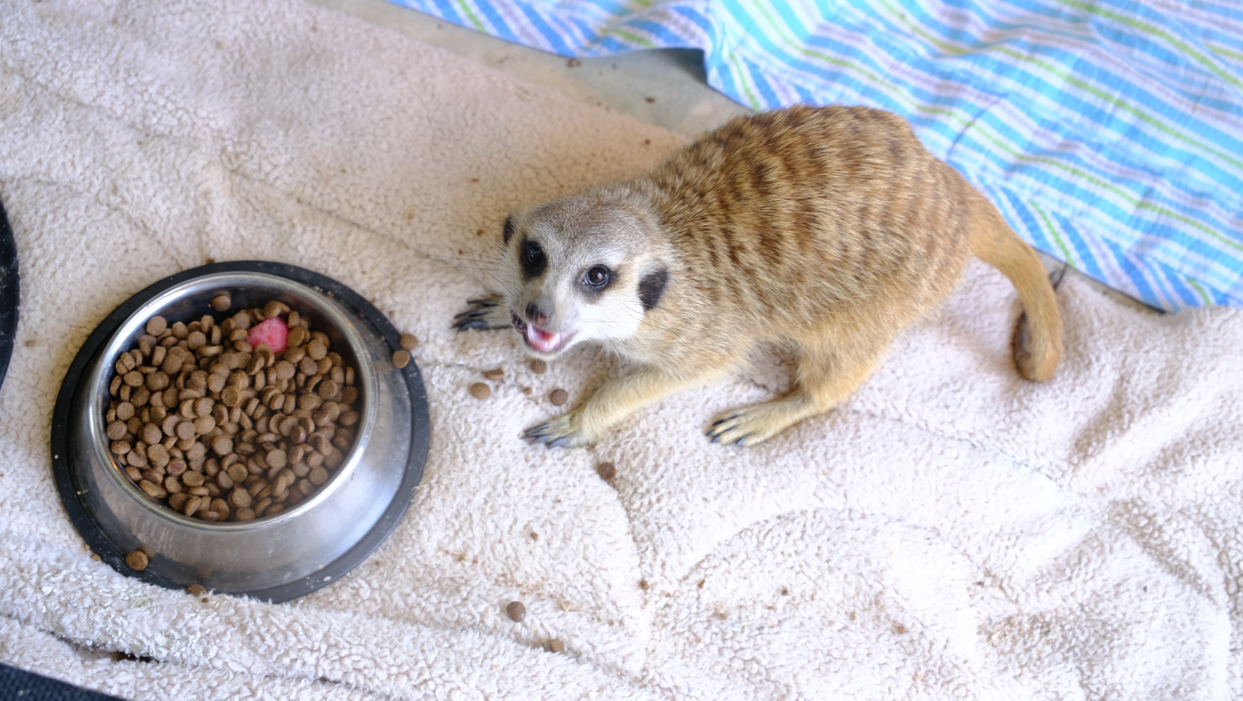 차니너구리 (@chanyraccoonear) / Posts / X, image size:2560x1444