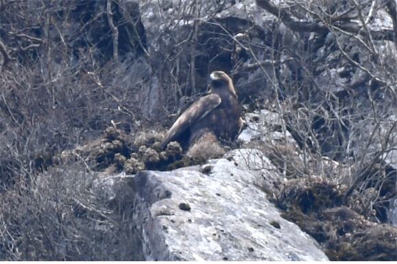 지난 5월 국립생태원이 제주도 한라산 북쪽 절벽에서 망원 카메라로 촬영한 검독수리와 번식 둥지. 둥지는 지름 약 2m, 높이 약 1.5m 크기다./국립생태원