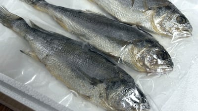 밥 한 공기 뚝딱, 흑산도에서 잡은 참조기인데 1마리 겨우 3300원