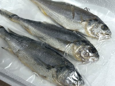 밥 한 공기 뚝딱, 흑산도에서 잡은 참조기인데 1마리 겨우 3300원