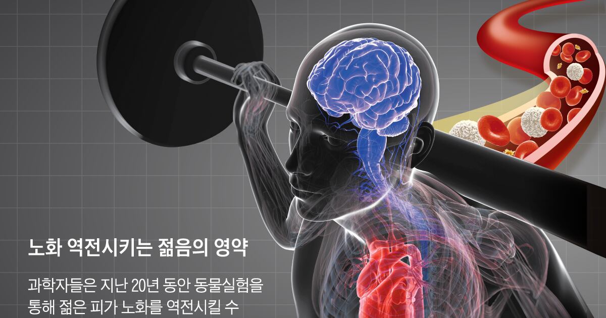 젊은 피 수혈하니 근육·뇌 쌩쌩…‘회춘의 묘약’ 나오나