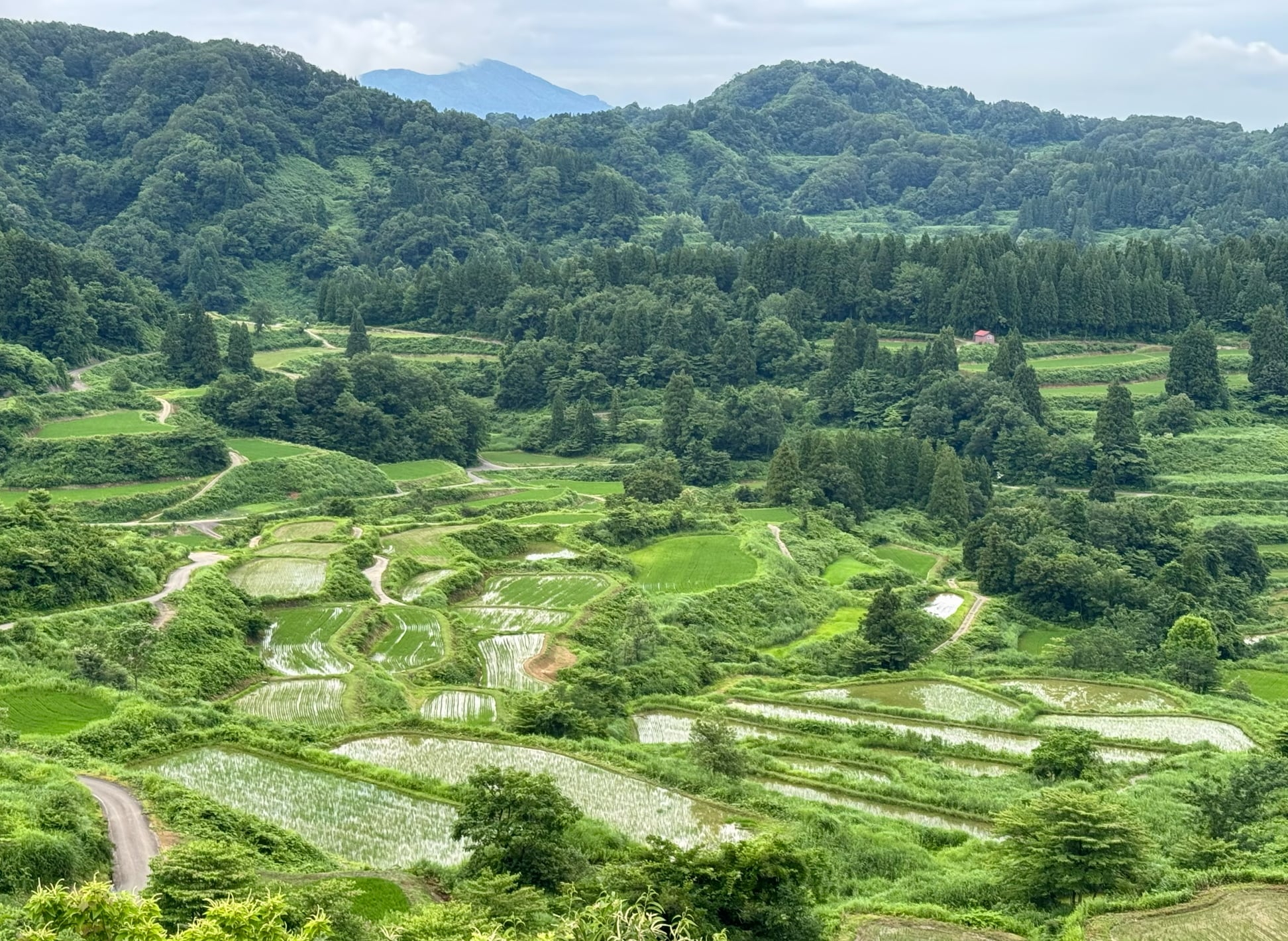 니가타현(新潟県)의 ‘호시토우게 계단식 논(星峠の棚田)’. 경사진 계곡에 크고 작은 2백여 개의 논들이 입체적으로 층층이 겹쳐져 있다. /박진배 제공