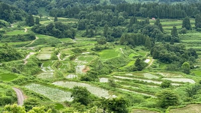 Japan's Niigata Terraced Rice Fields