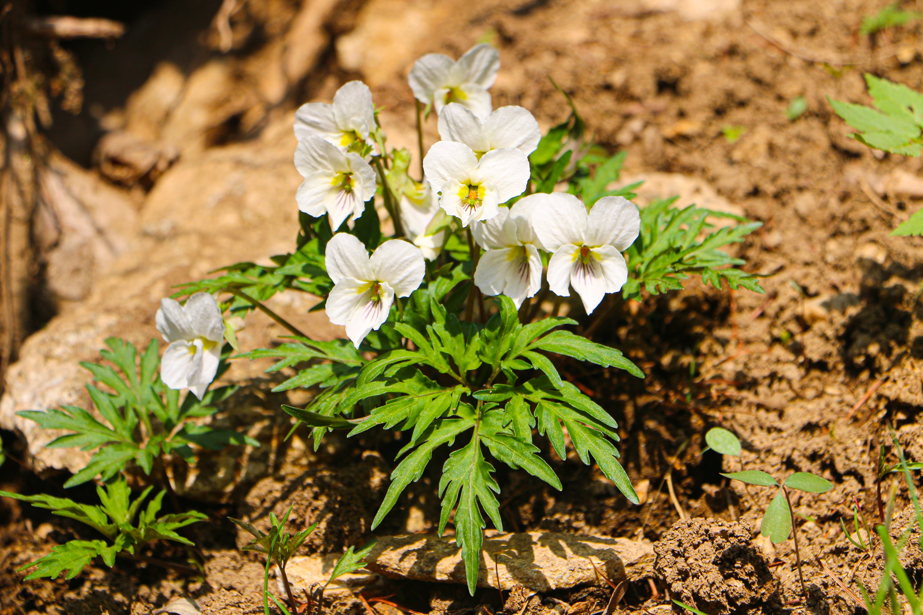 인천탐정사무소 서울탐정사무소 – 바람둥이일까, 오해일까… 남산제비꽃과 교잡종의 비밀