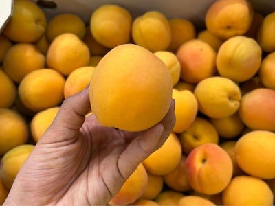비타민과 섬유질이 범벅 수준, 제철 경북 살구 2kg 3만원대 초특가