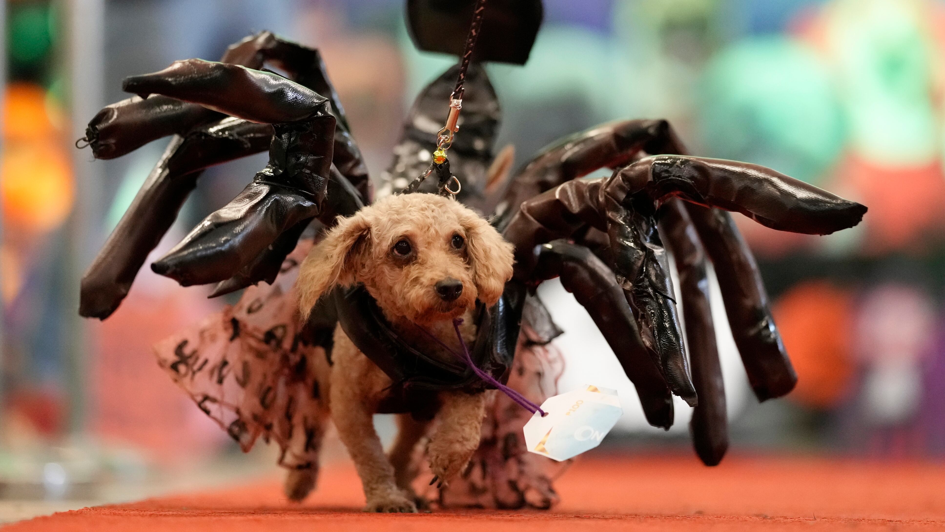 필리핀 발렌수엘라시의 한 쇼핑몰에서 열린 핼러윈 애완동물 파티에서 푸들 엘사가 전갈 분장을 히고 있다. /AP 연합뉴스