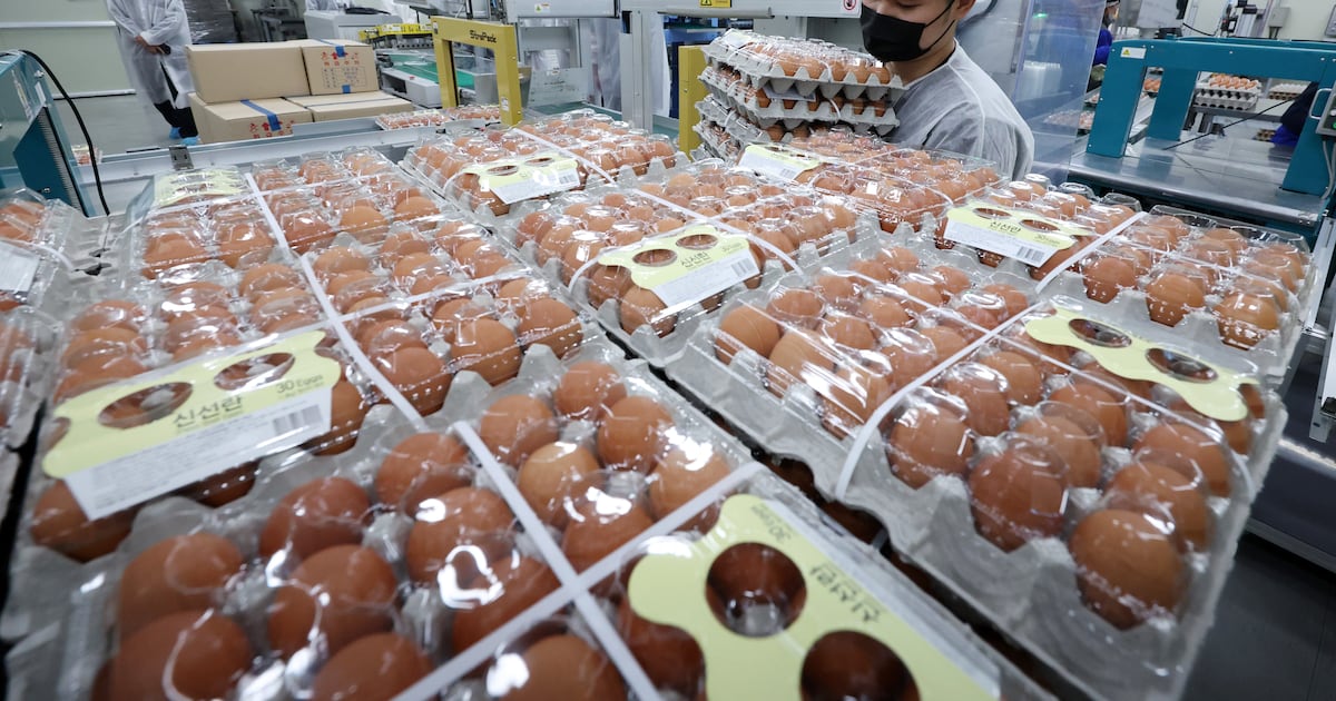 계란값 급등에... 태국산 신선란 224만개 수입 - 뉴스 썸네일 이미지