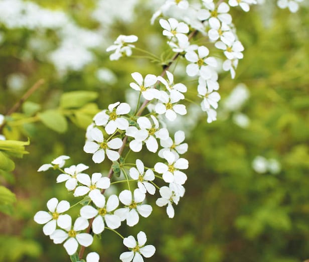 ���ö ����