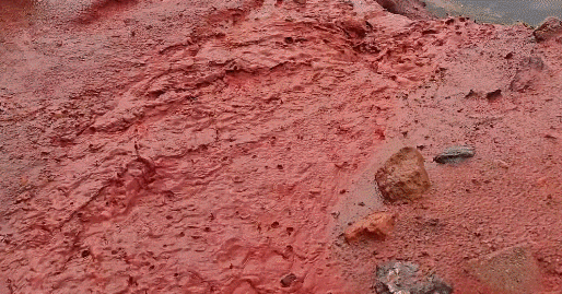 유럽에 빨간색 비가 내렸다는데 이거 지구 멸망 징조냐? ㄷㄷ