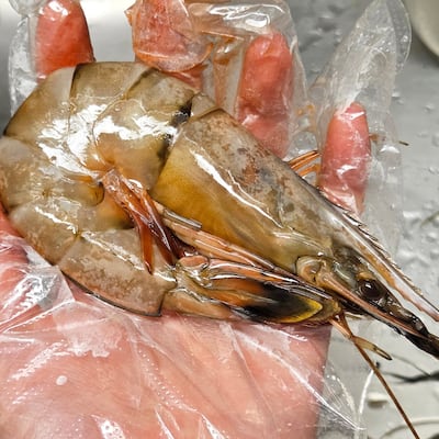 ‘와 크다’ 초여름 자연산 대하 기막히다, 보령에서 잡아 산지 급랭 직송