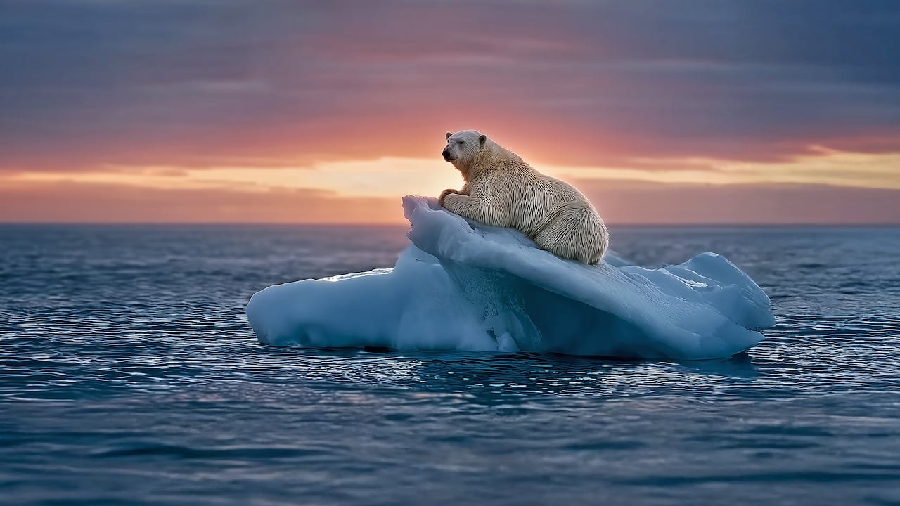 북극해 빙산 위에서 곰 한마리가 수평선 너머를 바라보고 있다.  AI 생성 이미지 / 사진가 오승환