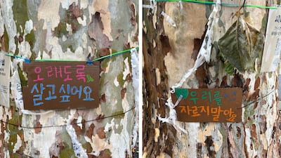 경복궁 영추문 앞 그 나무, 위험하다며 자른다는데…