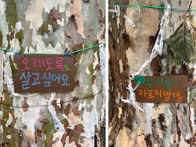경복궁 영추문 앞 그 나무, 위험하다며 자른다는데…