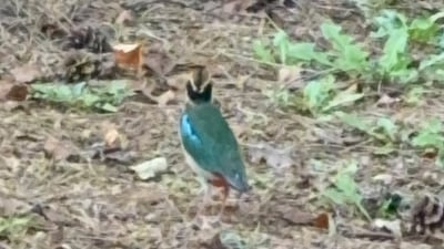 ‘숲의 요정’이 산책로에… 울산 도심 공원서 팔색조 첫 포착