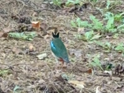 ‘숲의 요정’이 산책로에… 울산 도심 공원서 팔색조 첫 포착