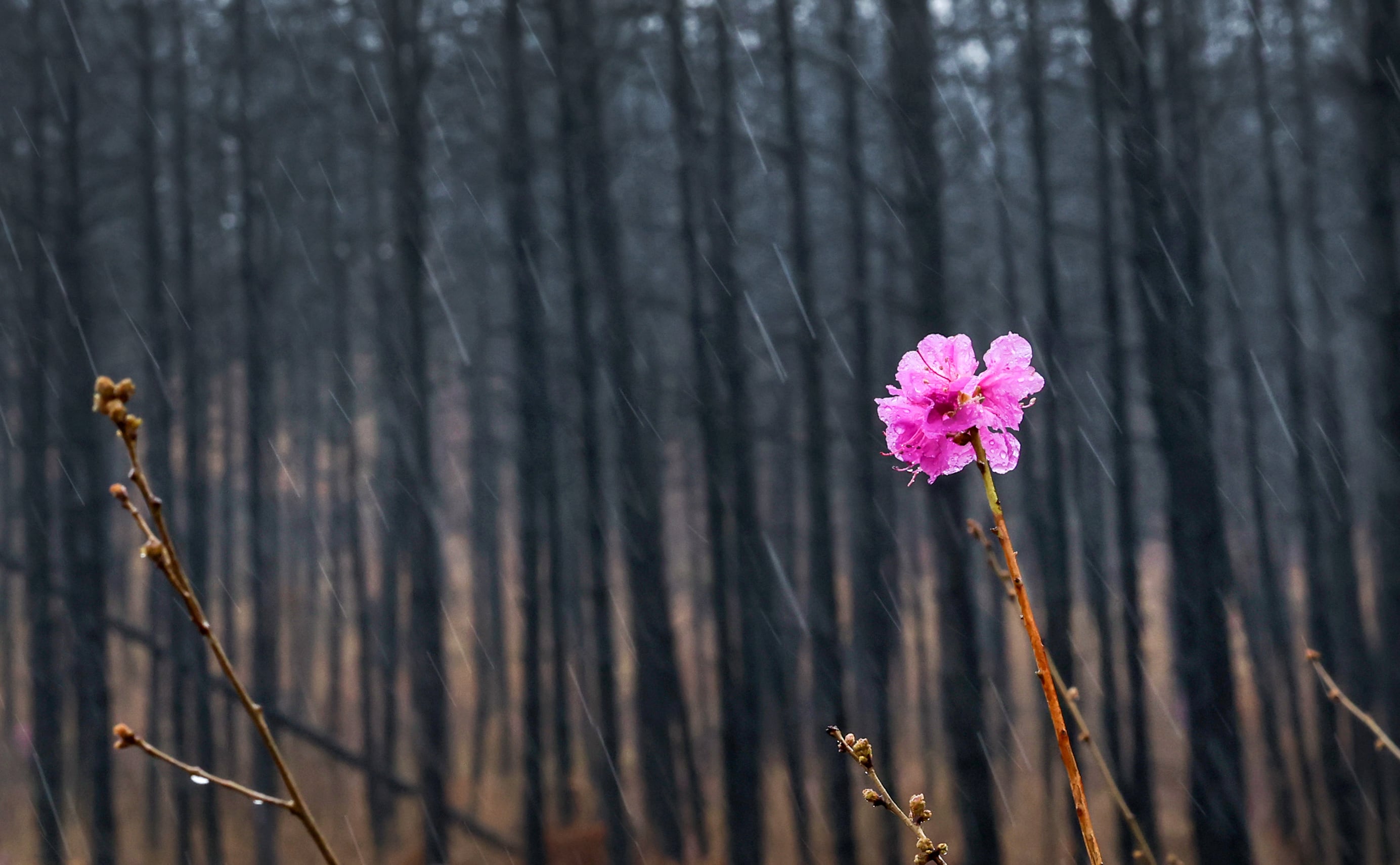 지난해 대형 산불로 산과 들이 대부분 소진됐던 경북 의성군 야산에 6일 오전 진달래 한 송이가 피었다. 뒤로는 여전히 까맣게 타버린 나무들이 보인다. 2026.4.6 /박성원 기자
