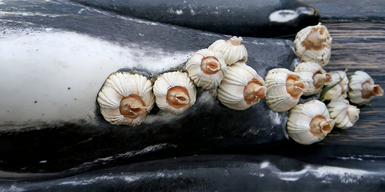 /Aleria Jensen, NOAA/NMFS/AKFSC. Florida Museum. University of Florida