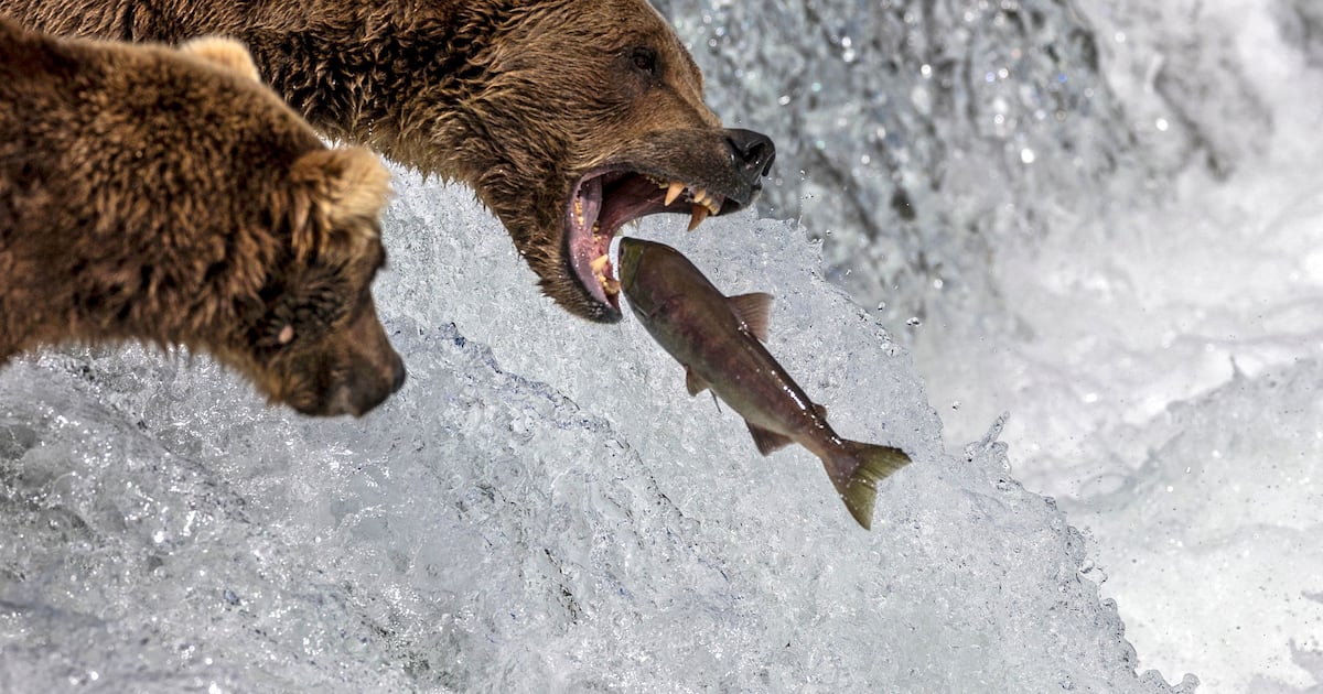 Japan Holds High-Level Meeting to Address Record Bear Attacks