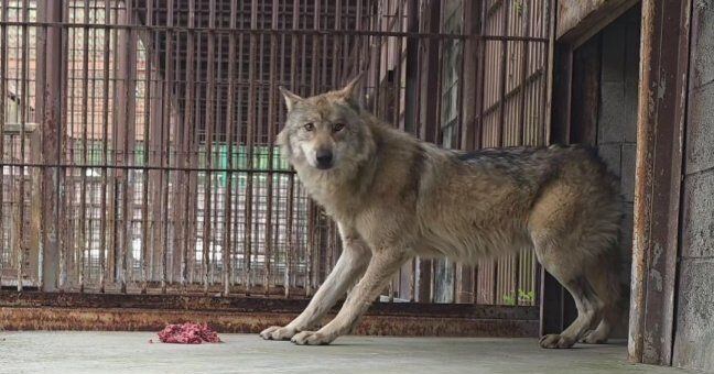 Escape Wolves Public Zoo Council Launched Following Wolf Escape