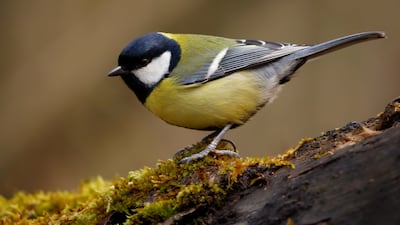 유럽박새(학명 Parus major)처럼 도시에 사는 새들은 남성보다 여성을 더 피하는 것으로 나타났다. 참새목 조류인 유럽박새는 한국의 박새와 같은 종이지만, 배가 노란 색을 띠는 점이 다르다. 한국 박새의 배는 흰색이다./위키미디어 커먼스